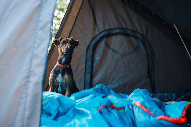 istock Pet dog in a car rootop tent 1270933818