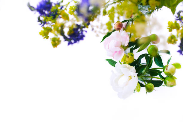 istock White and pink peonies and wild flowers on a isolated white background. 1270935570