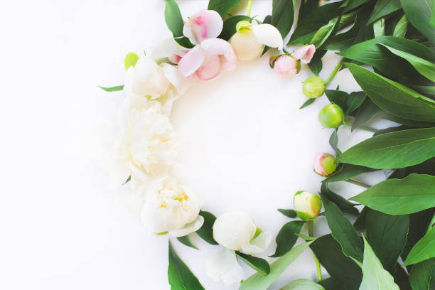 istock Peony flowers. The layout from an unopened Bud to a flower. 1270936623
