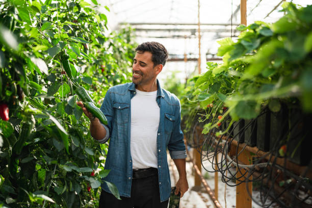 istock Greenhouse farmer admiring the pepper plants 1270936628