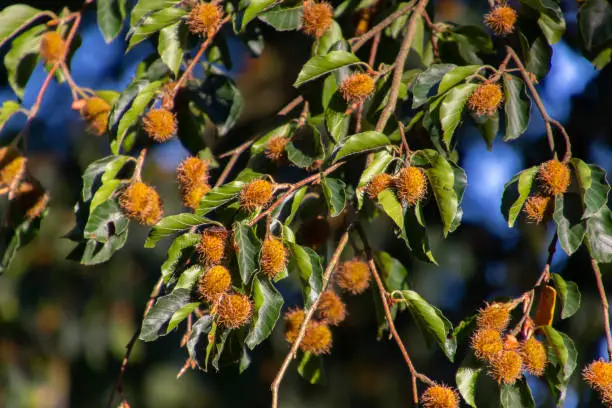 Beechnut hanging on a branch of a beech tree, also called Fagus sylvatica or Buchecker