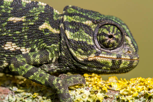 赤ちゃん地中海カメレオン - lizard reptile branch textured ストックフォトと画像