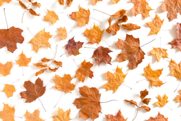 istock Pattern made of dried orange leaves 1270936954