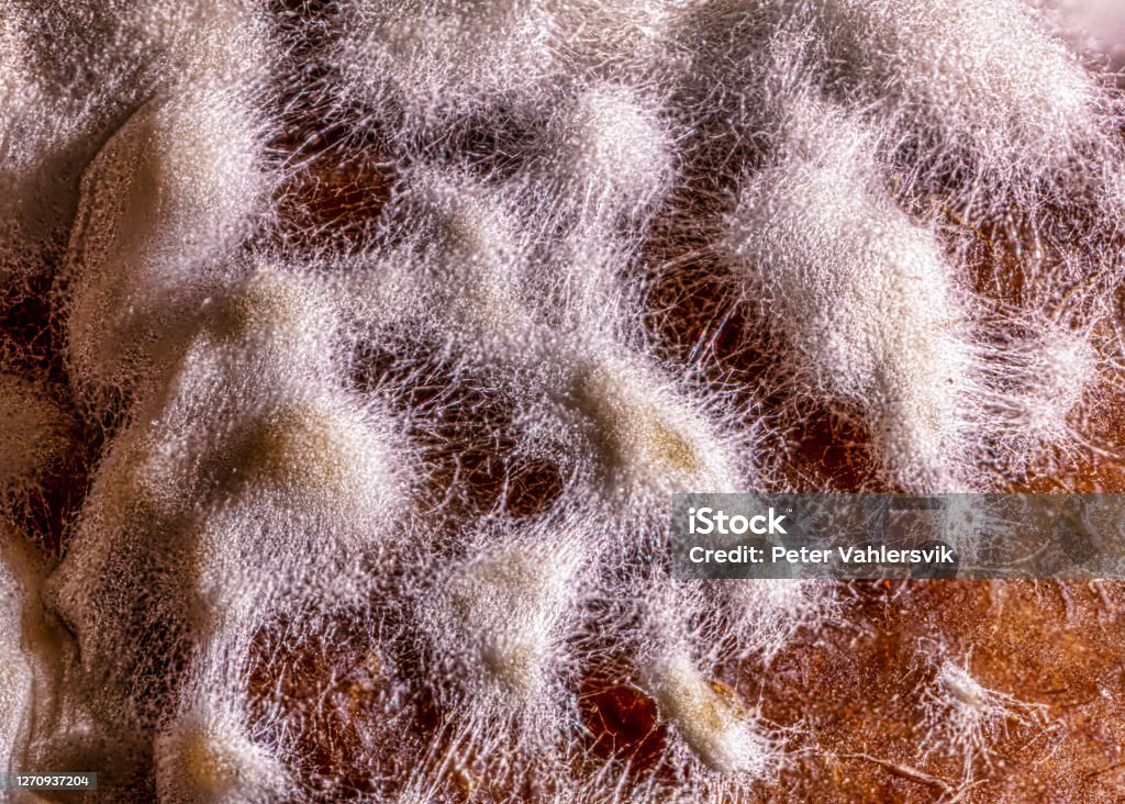 Mildew Apple with wildew, mold, mould Hypha Stock Photo