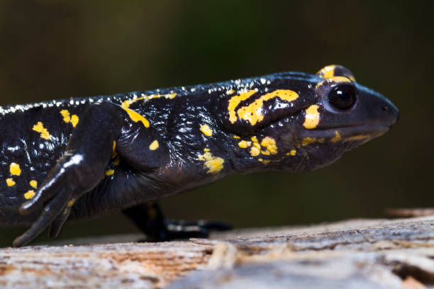 fire salamander in the nature Close up view of a fire salamander in the nature. caudate stock pictures, royalty-free photos & images