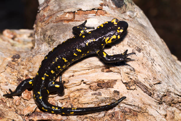 fire salamander in the nature Close up view of a fire salamander in the nature. caudate stock pictures, royalty-free photos & images