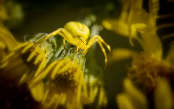 Misumena Vatia, crab spider yellow