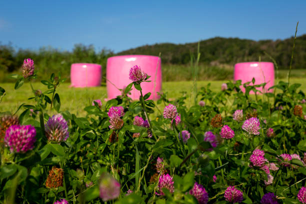 красный клевер и розовые силосные шарики - clover field blue crop стоковые фото и изображения