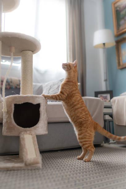 istock vertical composition. Brown tabby cat stands on its hind legs trying to climb a scraper tower. 1270937475