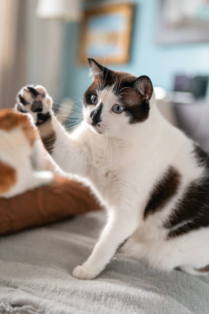 istock Vertical composition. Black and white cat with blue eyes tries to catch something with his paw 1270938324