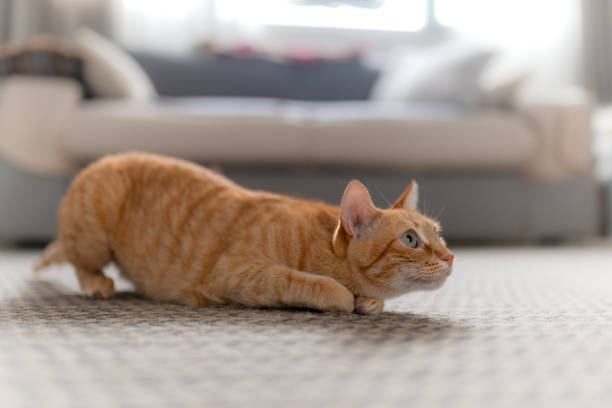 istock Brown tabby cat with green eyes is ready to surprise 1270938418