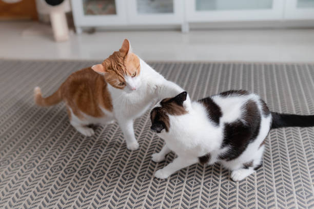 istock two domestic cats play on the carpet 1270938424