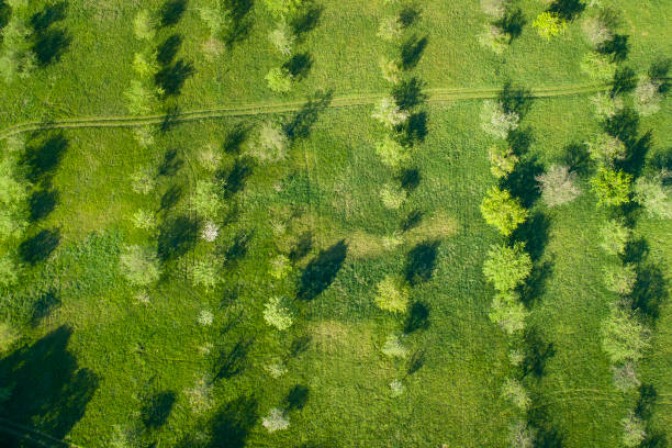 istock Fruit tree plantation in spring - aerial view 1270940210