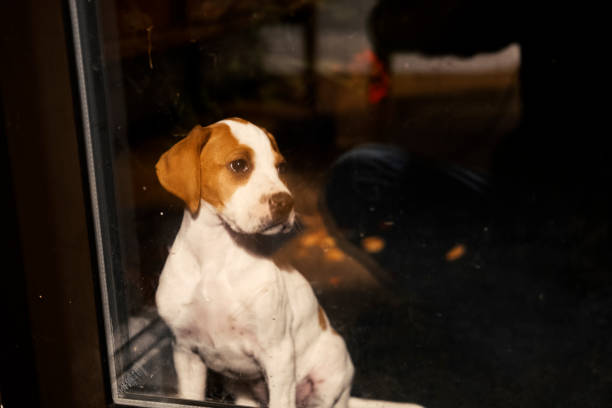 A young pointer puppy looking out a window