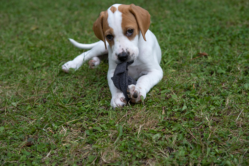 A naughty pointer puppy chewing a sock
