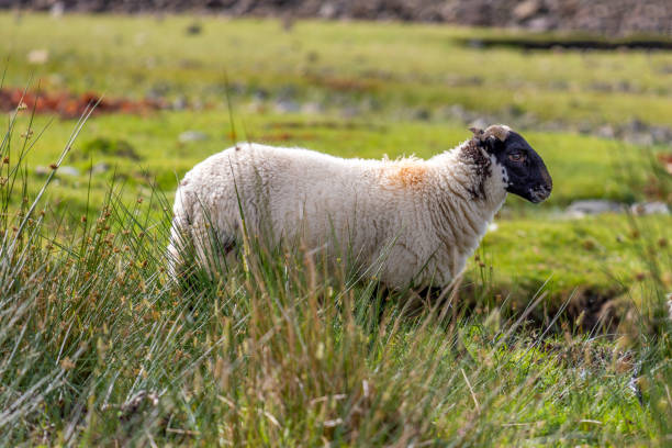 istock Sheep on the Isle of Skye 1270941389