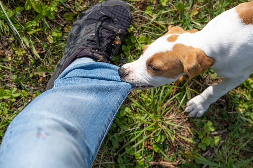 An 8 week Pointer puppy biting the trouser leg of its owner