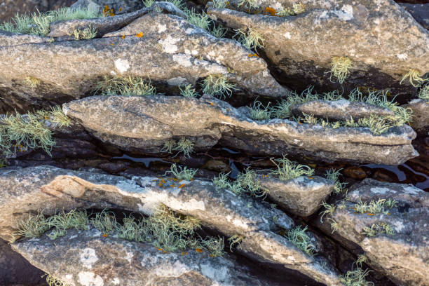 rock patterns, isola di skye - scenics coastline uk moss foto e immagini stock