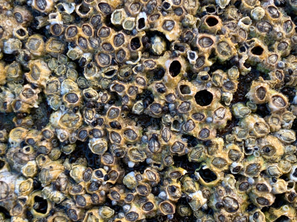 istock Barnacles on the Isle of Skye 1270941419