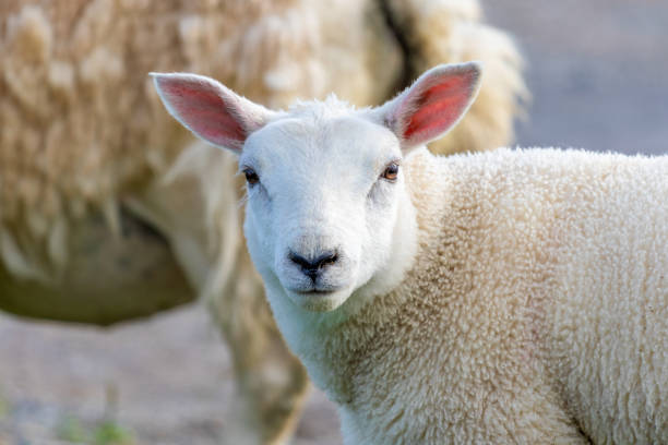 istock Cute Lamb, Isle of Skye 1270941478