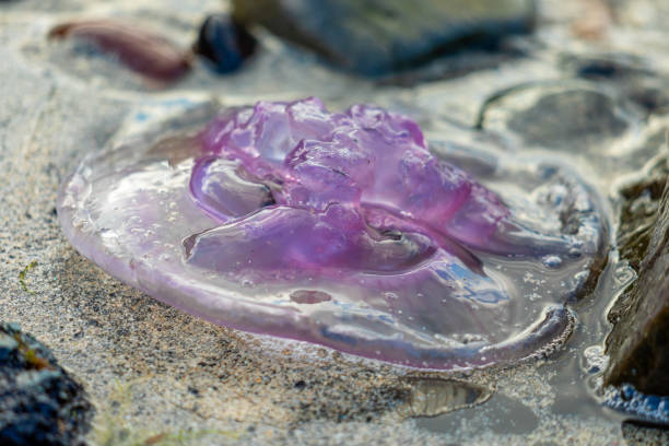 Moon Jellyfish on the Isle of Skye