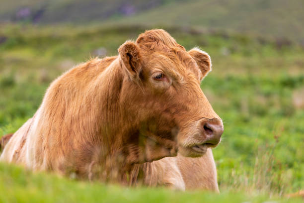 istock Beautiful Cow, Isle of Skye 1270941530