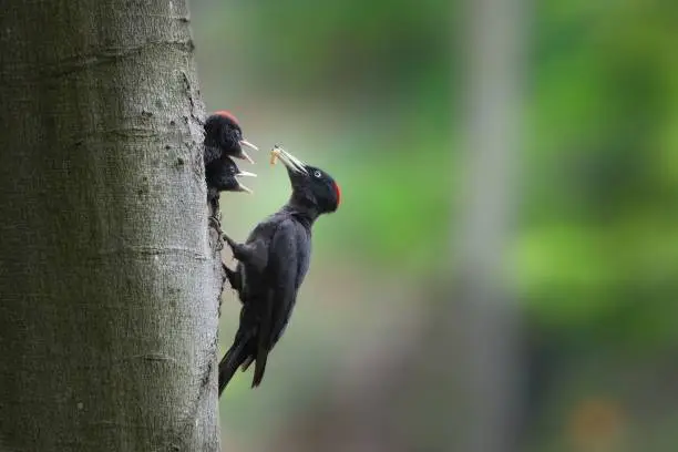 Black woodpecker, dryocopus martius, mother feeding chicks on tree in forest. Two young birds with black feather peeking from nest. Wild animal with dark plumage and red head holding worn in beak in nature.