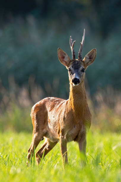 istock Vital roe deer buck standing on meadow in summer from front 1270942716