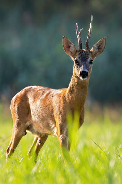 istock Impressive roe deer buck standing on meadow from close up. 1270942760