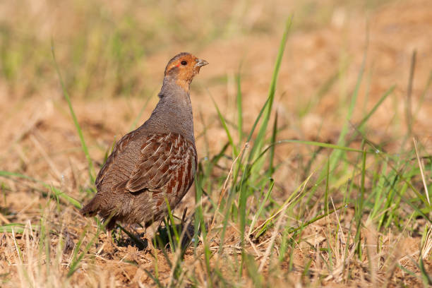 istock Little grey partridge standing on field in summer. 1270942768
