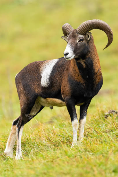 istock Calm mouflon ram standing on field in autumn nature. 1270942813