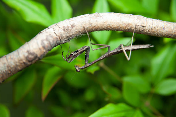 istock Chinese mantis (Tenodera sinensis) - Praying Mantis on branch. Green leaves background 1270942826