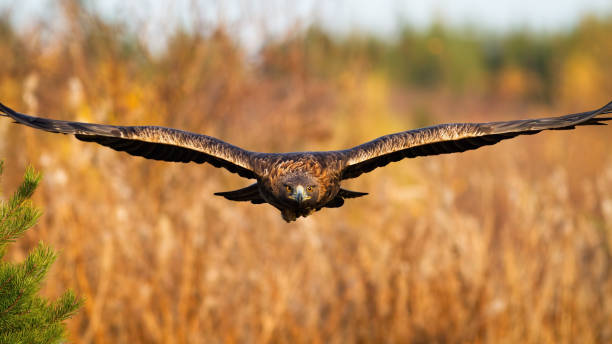 istock Magnificent golden eagle flying over the field in autumn. 1270943947