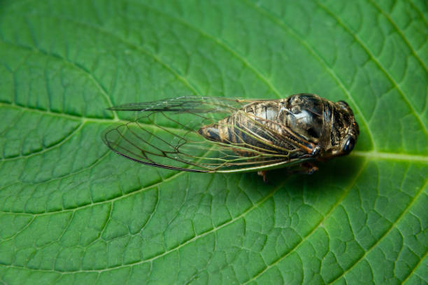 istock Japanese cicada on green leaf - Graptopsaltria nigrofuscata, the large brown cicada, called aburazemi in Japanese. Horizontal shot 1270943969