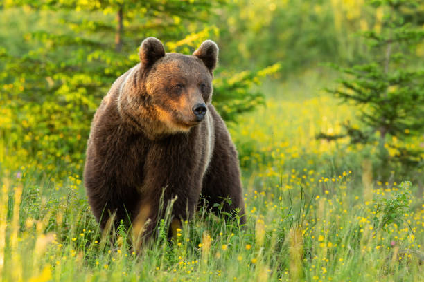 istock Majestic brown bear standing on meadow in summer nature. 1270943990