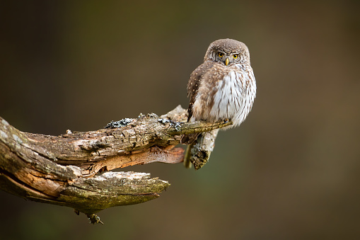 Solitary eurasian pygmy owl, glaucidium passerinum, observing the surroundings while sitting on old stump. Adorabe little raptor facing camera while hunting in the forest. Fluffy owl in its habitat.