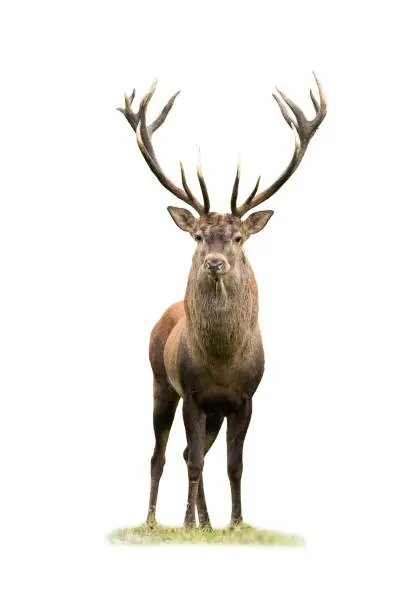 Curious red deer, cervus elaphus, stag looking into camera isolated on white background. Majestic male mammal with strong antlers standing on green grass from front view cut out on blank.