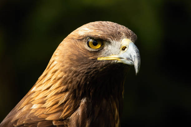 Majestic golden eagle looking in nature in close-up. Majestic golden eagle, aquila chrysaetos, looking in nature in close-up. Magnificent bird of pray staring in wilderness. Wild feathered predator head in detail. accipitridae photos stock pictures, royalty-free photos & images