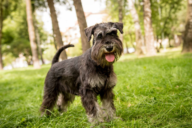 retrato de schnauzer miniatura lindo en el parque. - pets friendship green small fotografías e imágenes de stock