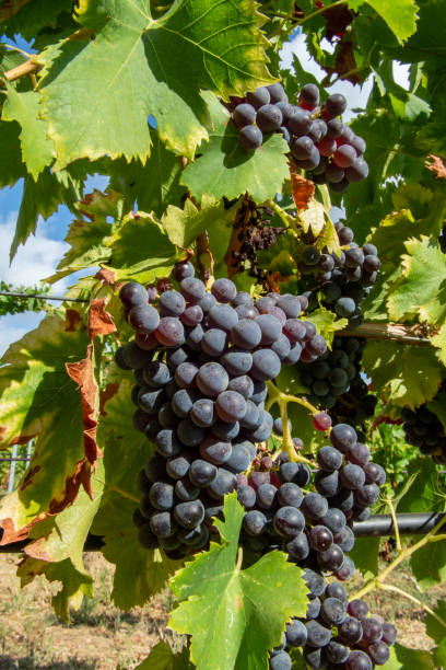 istock Ripe black or blue carignan wine grapes using for making rose or red wine ready to harvest on vineyards in Cotes  de Provence, region Provence, south of France 1270947615