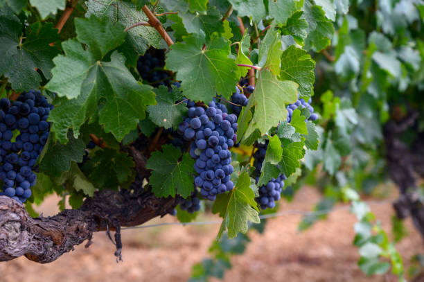 istock Ripe black or blue syrah or grenache wine grapes using for making rose or red wine ready to harvest on vineyards in Cotes  de Provence, region Provence, south of France 1270947661