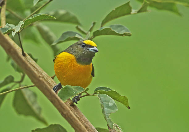 istock Purple-throated Euphonia 1270947835