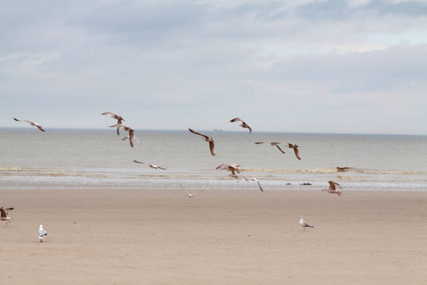 vliegende meeuwen bij strand van blankenberge bij noordzee - blankenberge strand stockfoto's en -beelden
