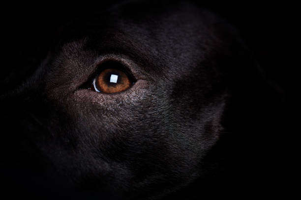 Close up of a golden retriever dog sitting in her home in the in the North East of England.