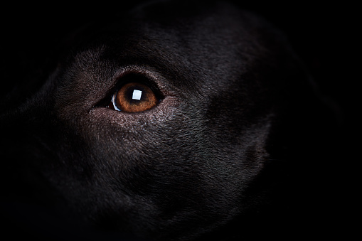 Extreme close up of pit bull face on black background.