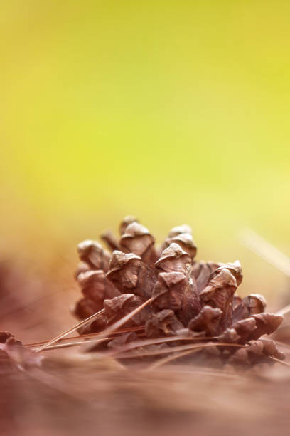 istock Pine cones fallen on the ground in a pine forest. 1270950864