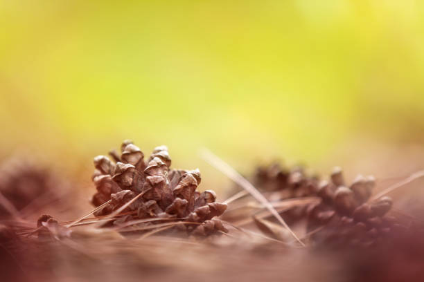 istock Pine cones fallen on the ground in a pine forest. 1270950871