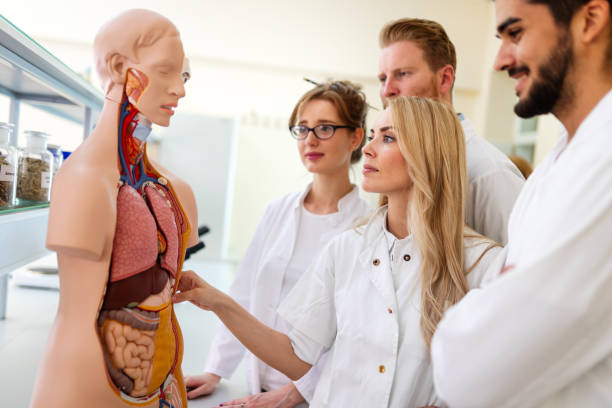 istock Student of medicine examining anatomical model in lab 1270951901