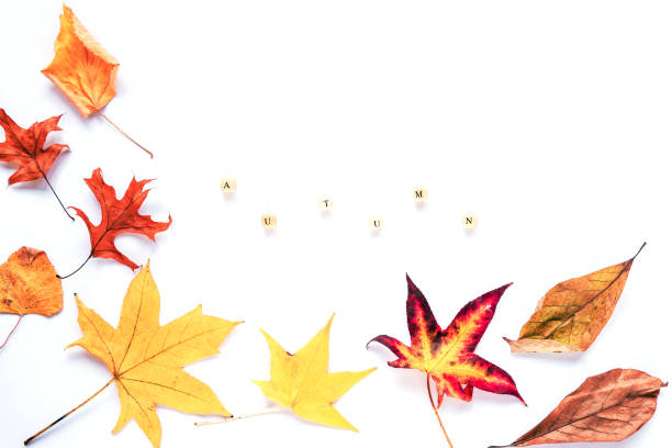 istock Autumnal Yellow leaves on white background, Word Autumn, flat lay, copy space 1270951981