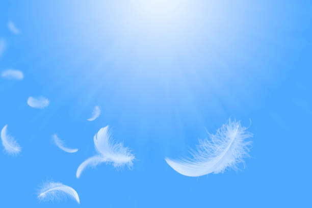 istock Feather abstract freedom concept. Light fluffy a white feathers floating in a blue sky. 1270953116
